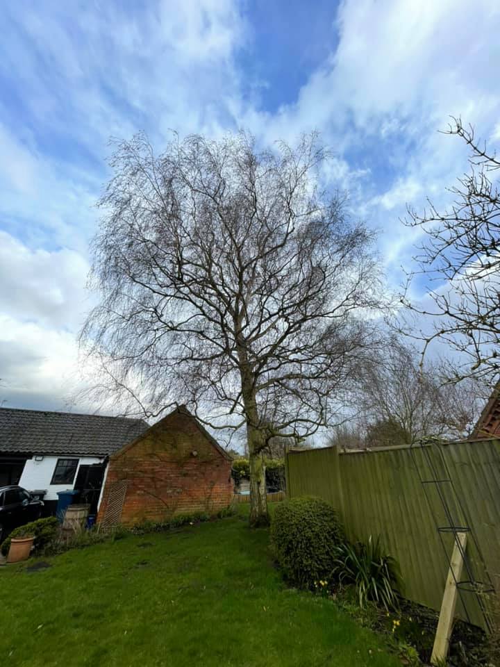 birch crown reduction