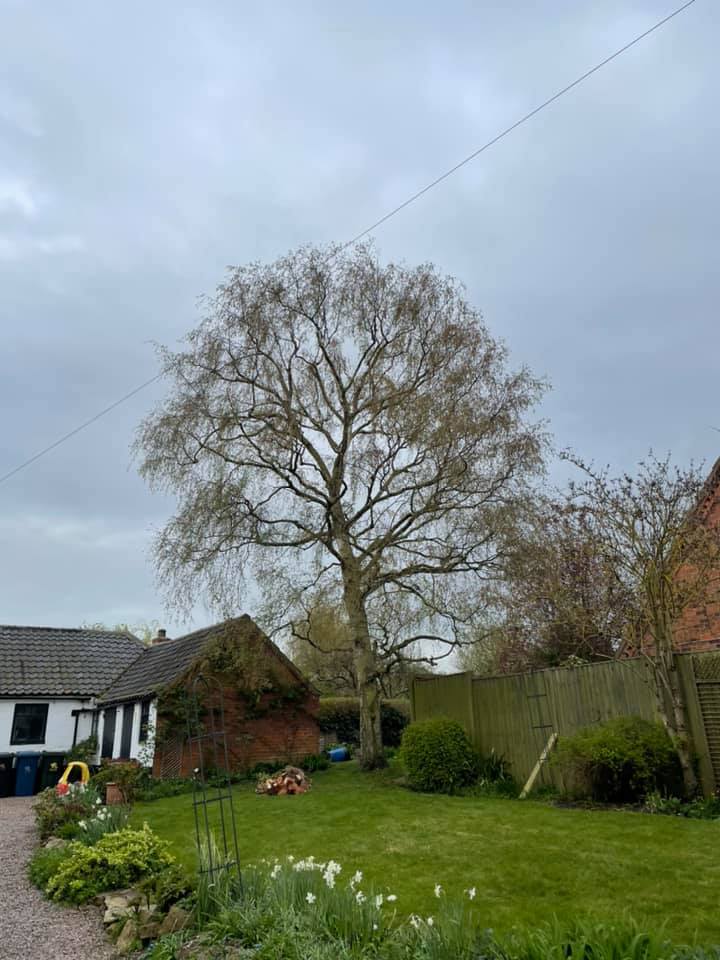 birch tree reduction