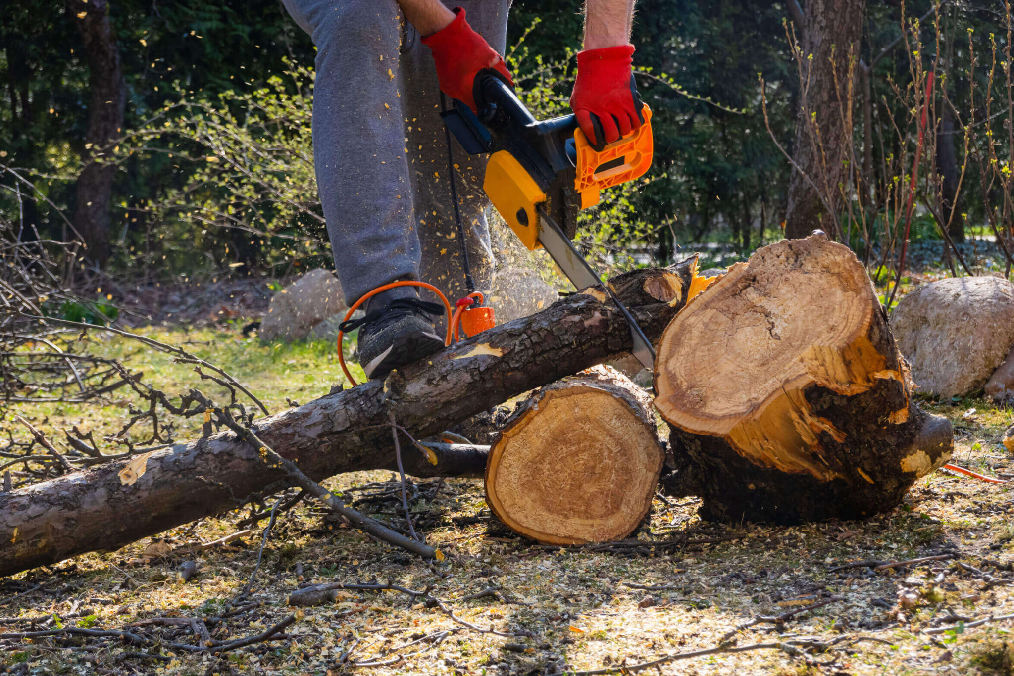 Professional arborist cutting a tree