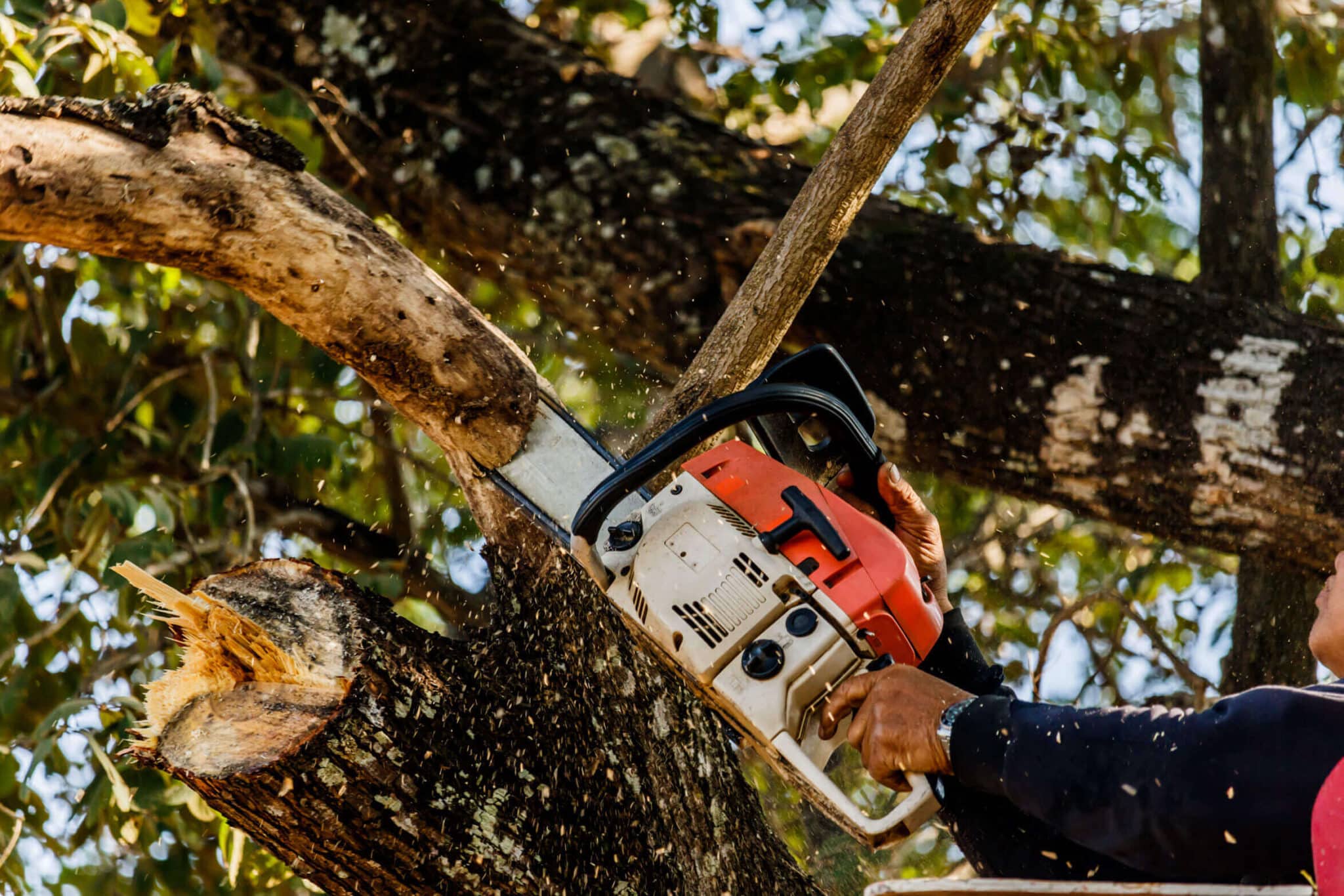 Expert arborist trimming tree branches