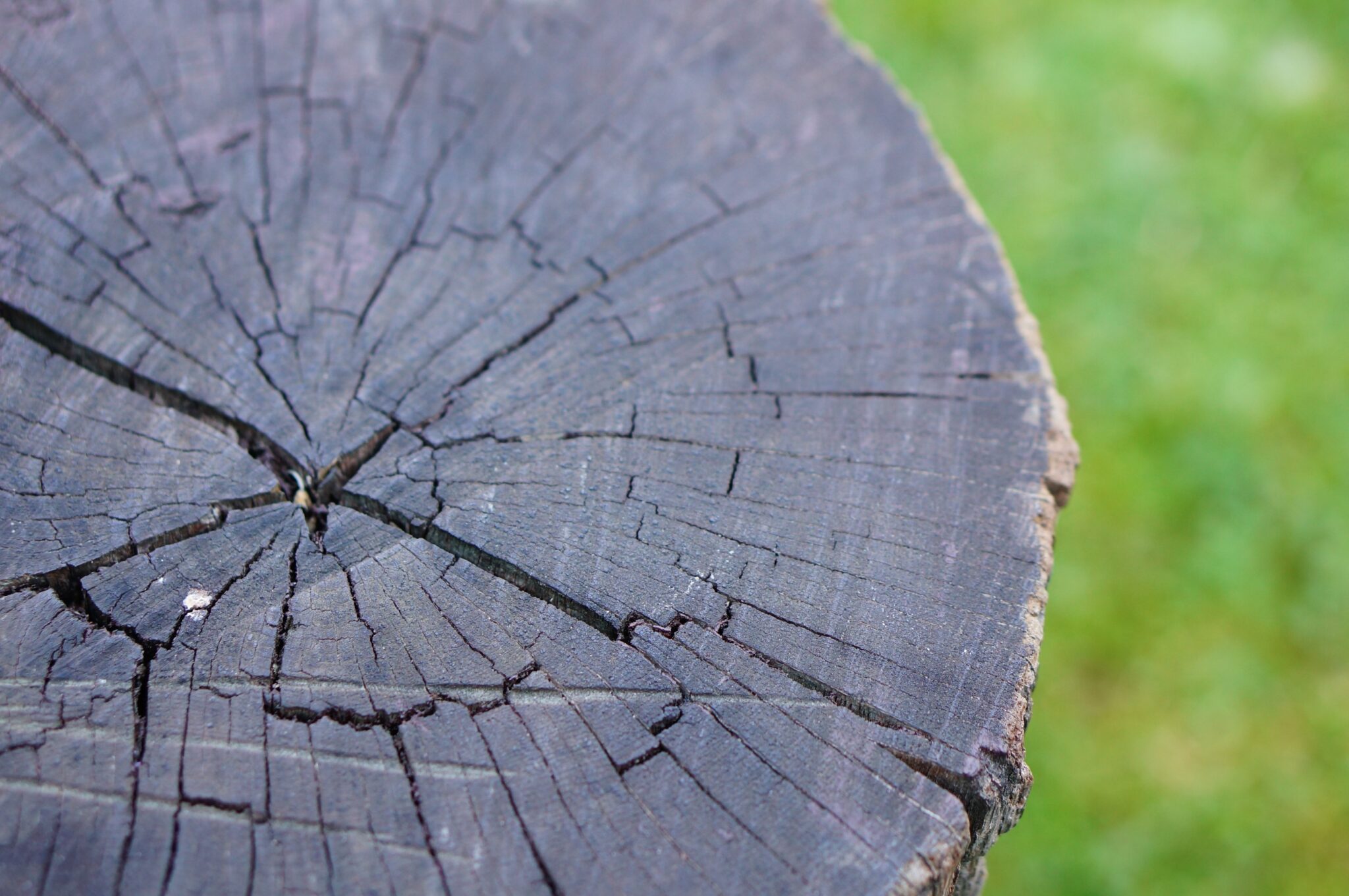 Close up of a burnt tree stump