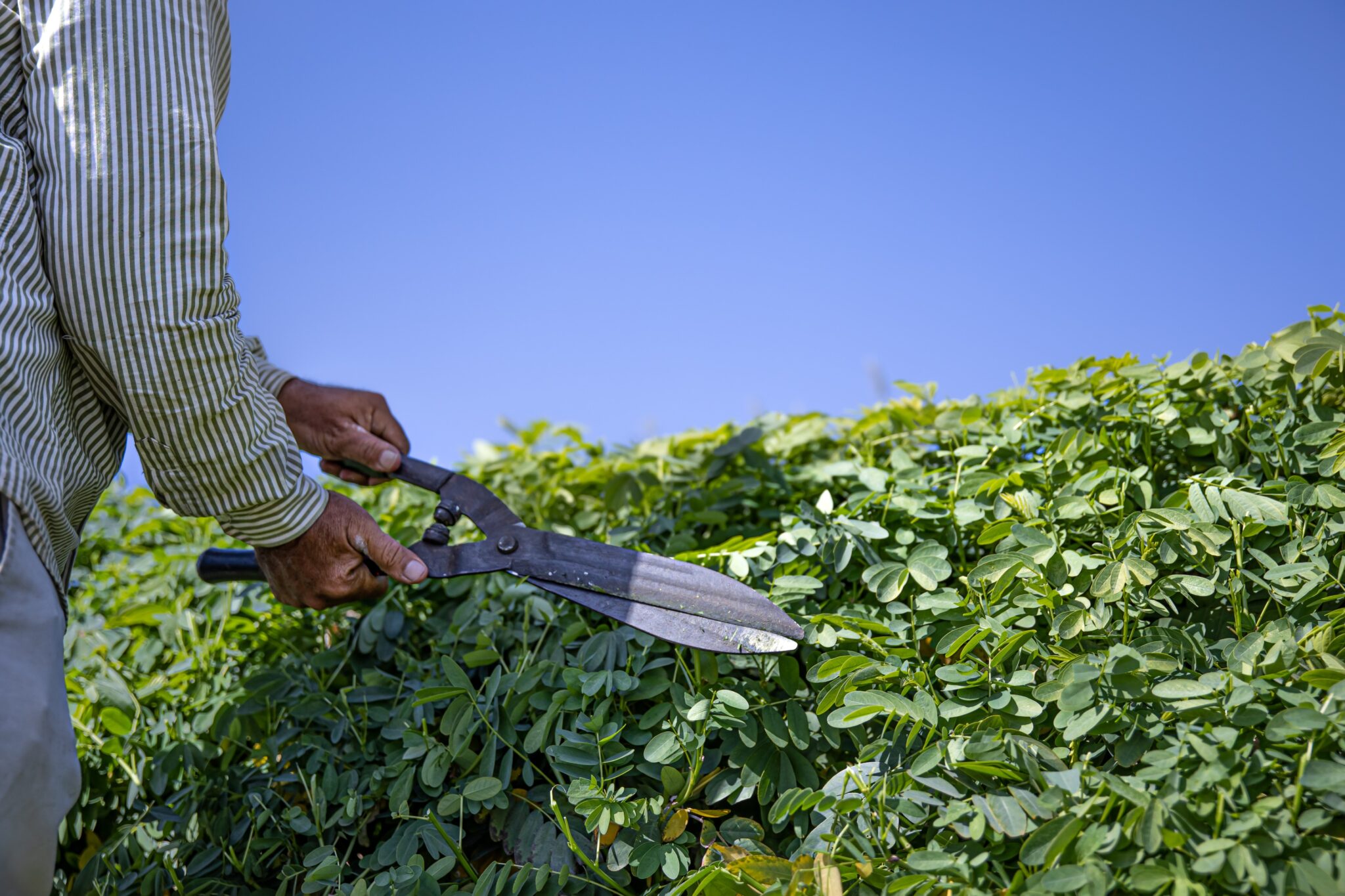 Gardener trimming a hedge