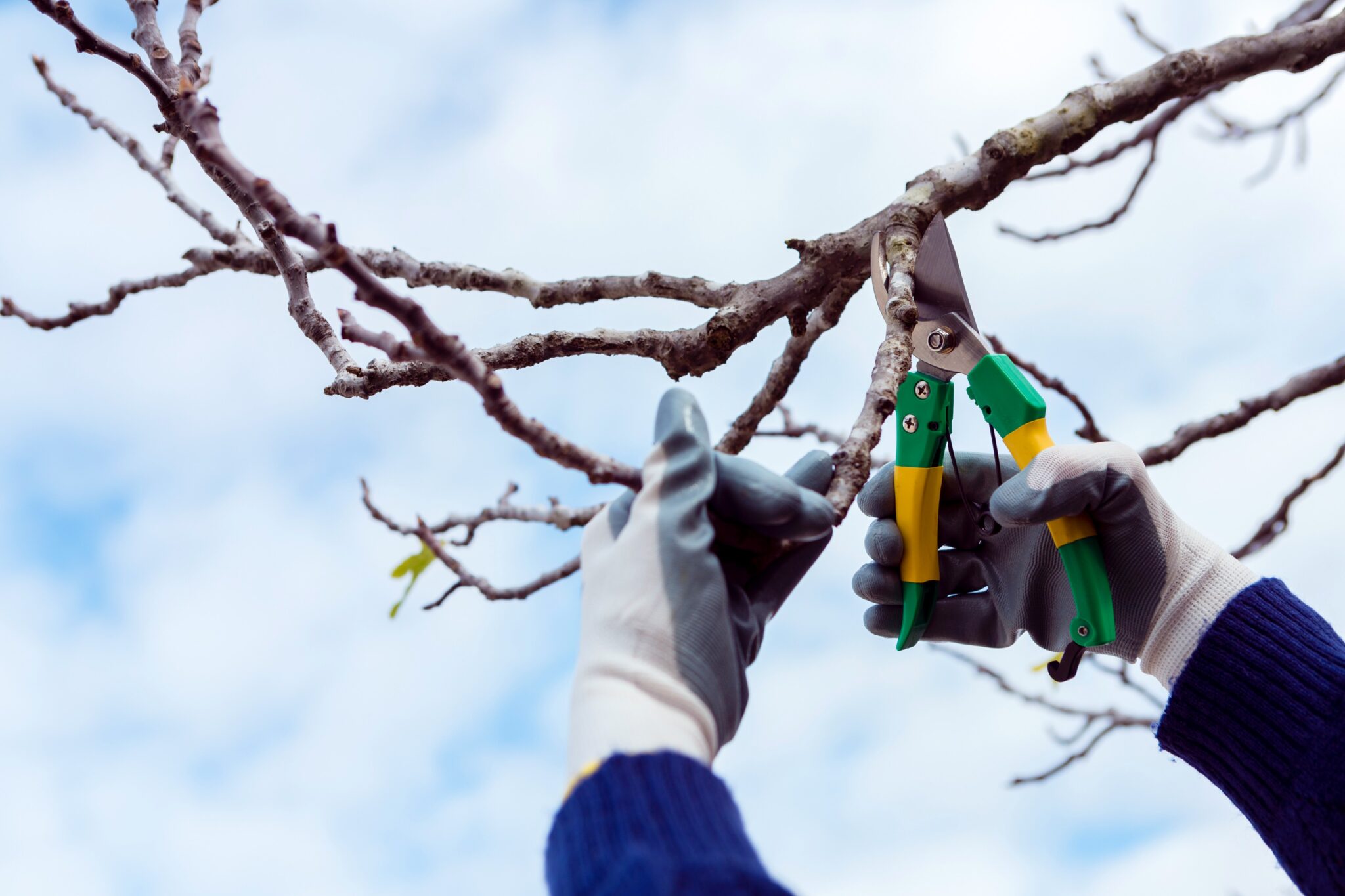Person pruning dried branches on a tree