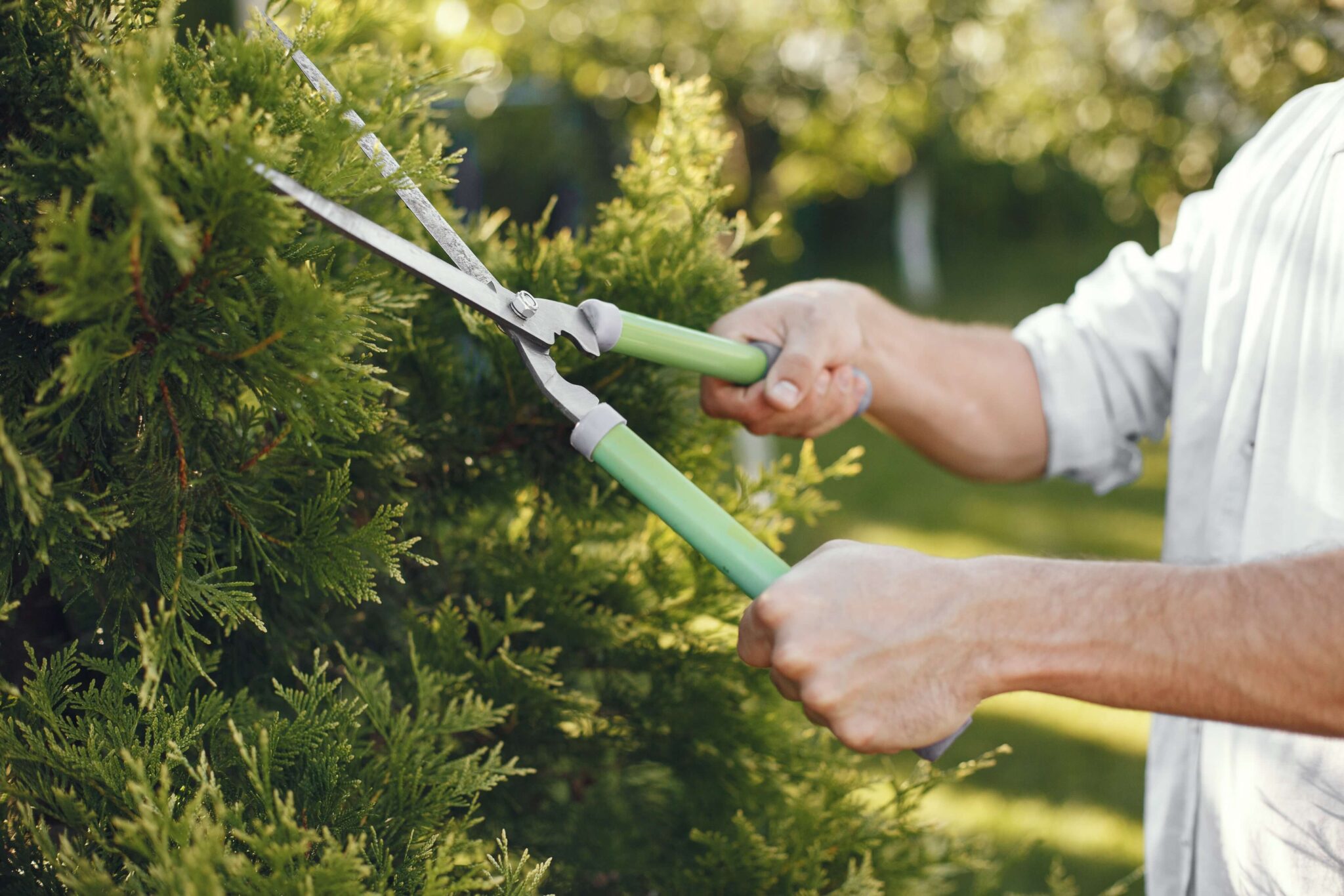 Trimming conifer bush