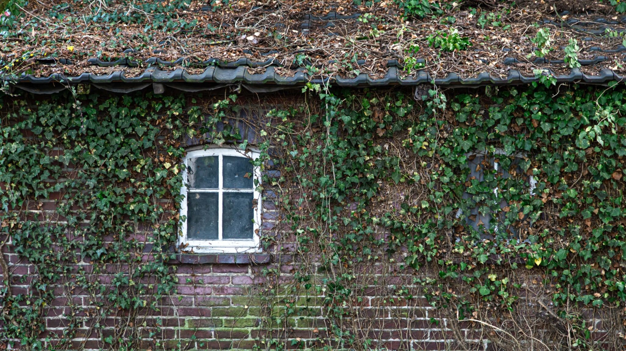 An old brick house overgrown with ivy.