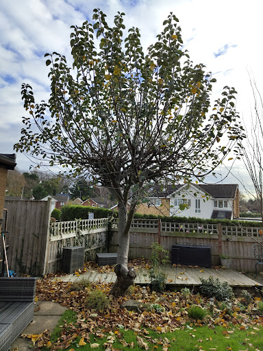 Photo from customer review