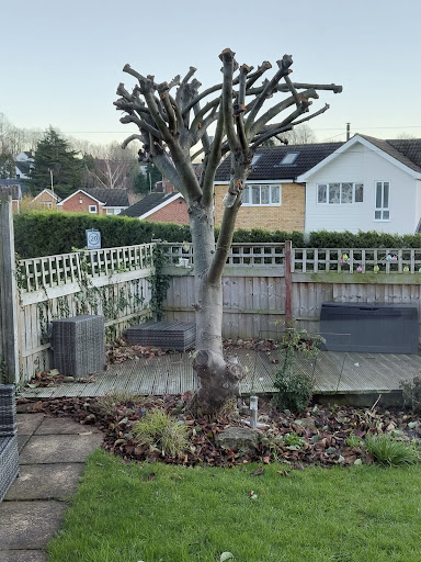 Photo from customer review